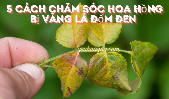 5 cách chăm sóc hoa hồng bị vàng lá đốm đen 