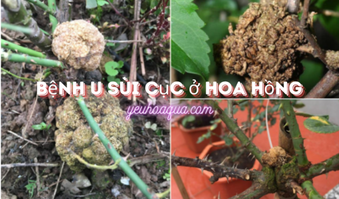 Bệnh u Sùi Cục ở hoa hồng: Cách nhận biết và xử lý 