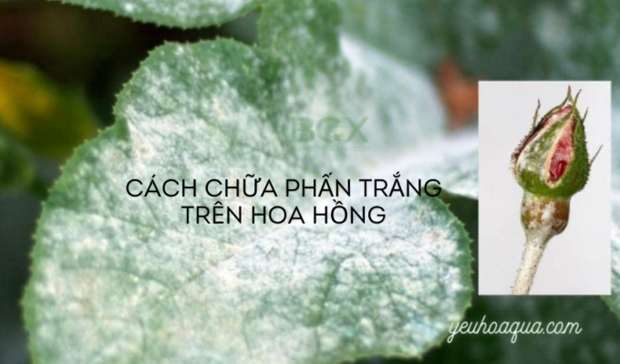 Cách chữa phấn trắng trên hoa hồng