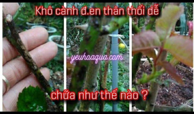 Cách cứu chữa cây hoa hồng bị khô cành đen và thân thối hiệu quả