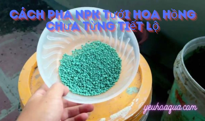 Cách pha NPK tưới hoa hồng chưa từng tiết lộ: Bí quyết thành công