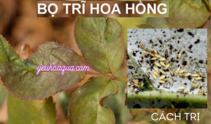 Cách tiêu diệt bọ trĩ trên cây hoa hồng