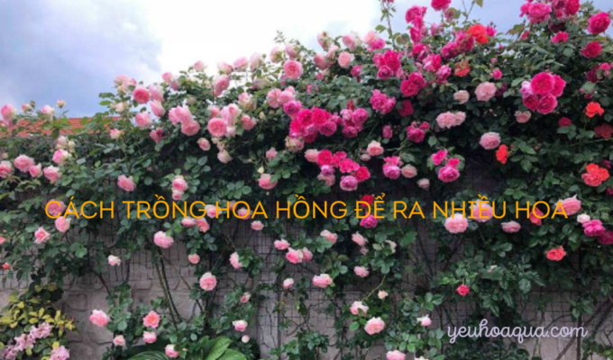 Cách trồng hoa hồng để ra nhiều hoa