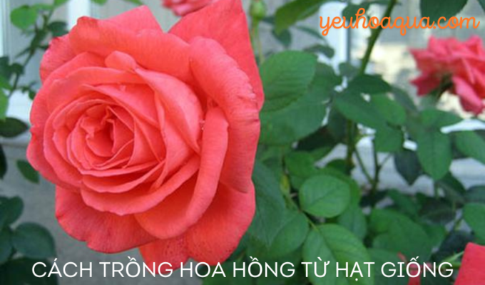 Cách trồng hoa hồng từ hạt giống: Hướng dẫn chi tiết từ A đến Z