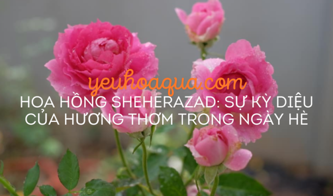 Hoa Hồng Sheherazad: Sự Kỳ Diệu Của Hương Thơm Trong Ngày Hè