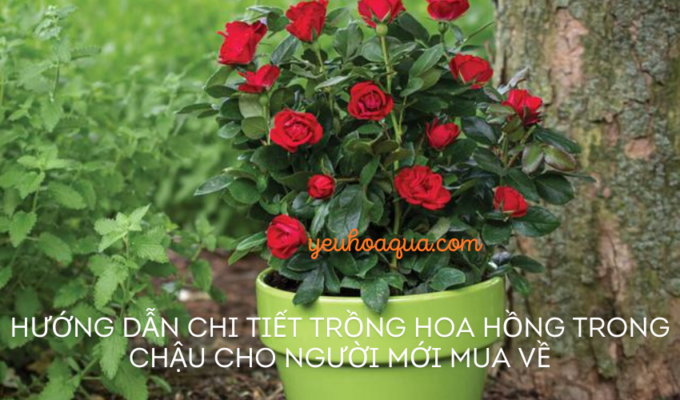 Hướng dẫn chi tiết trồng hoa hồng trong chậu cho người mới mua về