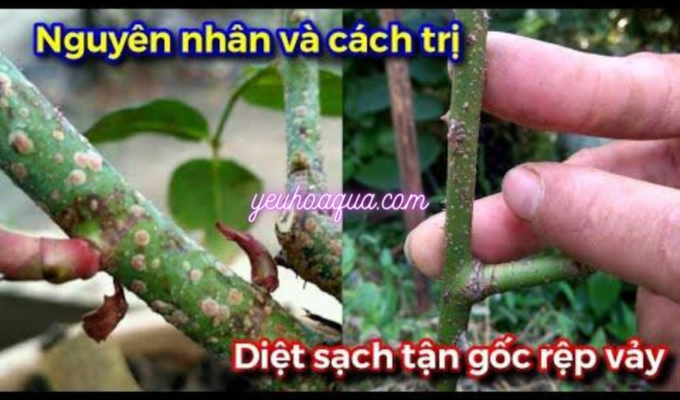 Nguyên nhân và phương pháp điều trị hiệu quả bệnh rệp vảy ốc trên cây hoa hồng