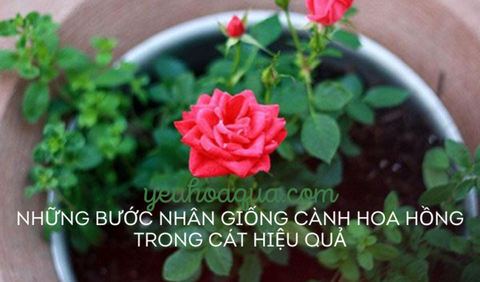 Những bước nhân giống cành hoa hồng trong cát hiệu quả