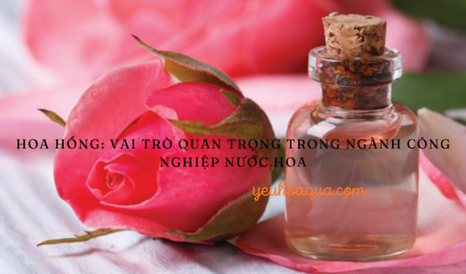 Hoa hồng: Vai trò quan trọng trong ngành công nghiệp nước hoa