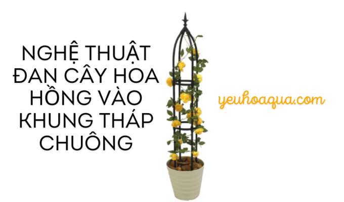 Nghệ thuật đan cây hoa hồng vào khung tháp chuông: Bí quyết và cách thực hiện