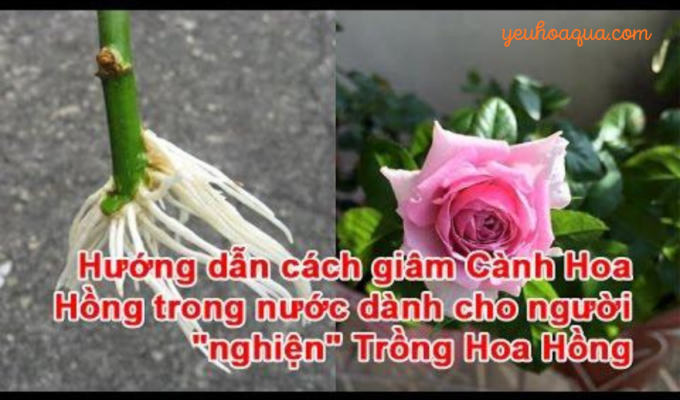 Hướng dẫn chi tiết giâm cành hoa hồng trong nước cho người trồng cây hoa hồng