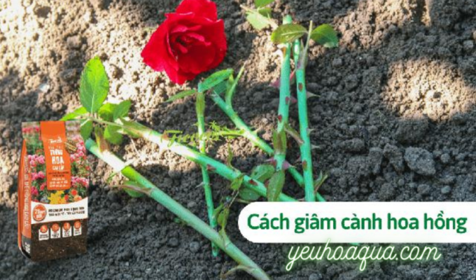 10 cách nhân giống hoa hồng bằng cành ra rễ cực nhiều bạn không thể bỏ qua